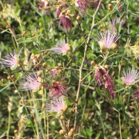 Capparis zeylanica L.